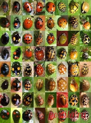 Запись на стене Такие разные божьи коровки. 🐞 🐞 🐞