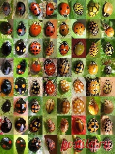 Запись на стене Такие разные божьи коровки. 🐞 🐞 🐞