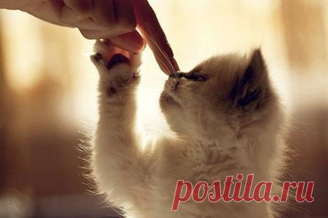 Симоронские одностишия, которые меняют ваши вибрации! - Страна Фантазия - исполнение желаний