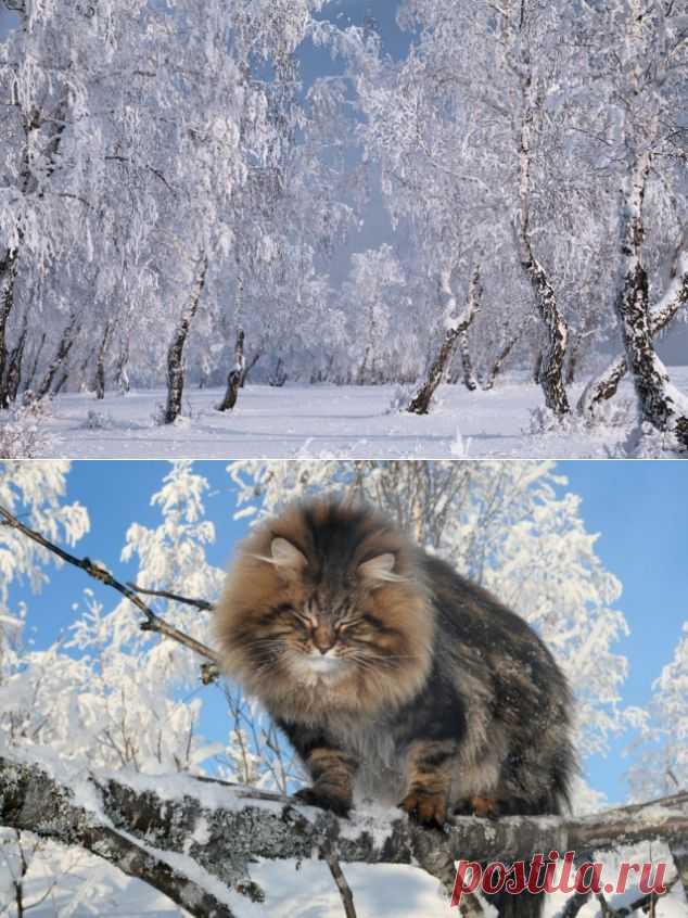 Зимняя сказка / Болталка / Разговоры на любые темы