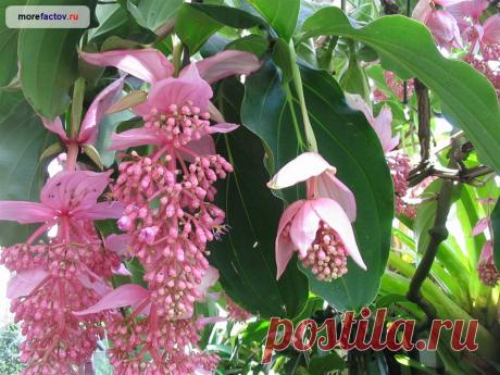 Самые редкие и дорогие цветы планеты | РОЗЫ