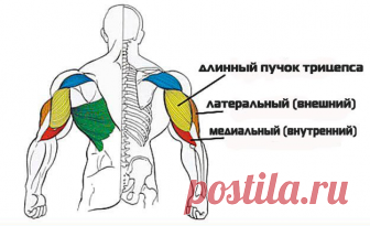 Самые эффективные упражнения для трицепса Прокачка рук для женщин и мужчин, которые увлекаются силовыми нагрузками, является важным условием тренировки. Особый акцент в упражнениях нужно сделать на трицепс. Это мышца плеча, расположенная сзади плечевой кости. Она отвечает за сгибание и разгибание