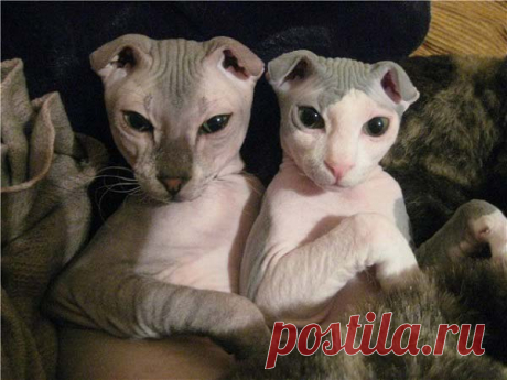 Породы кошек с фотографиями и названиями. Топ 58 пород котов – Муркотэ о кошках и котах