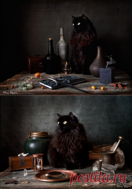 35PHOTO - Eleonora Grigorjeva - Будни кота Бегемота