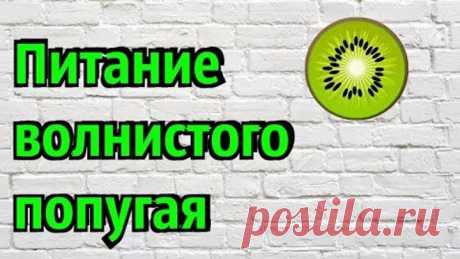 ЧЕМ КОРМИТЬ ВОЛНИСТОГО ПОПУГАЯ? ПИТАНИЕ ВОЛНИСТОГО ПОПУГАЯ