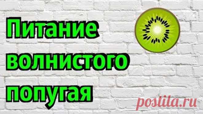 ЧЕМ КОРМИТЬ ВОЛНИСТОГО ПОПУГАЯ? ПИТАНИЕ ВОЛНИСТОГО ПОПУГАЯ