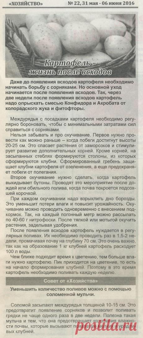 Картофель - жизнь после всходов