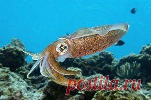 Чем полезны кальмары. Польза и вред для здоровья человека