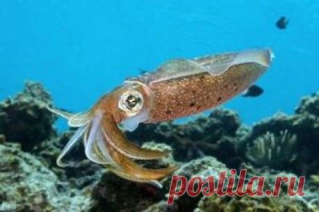 Чем полезны кальмары. Польза и вред для здоровья человека