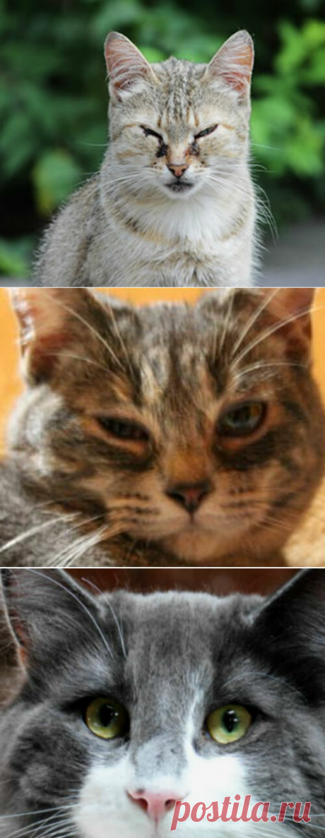 У кошки коричневые выделения из глаз - причины патологии | Лапа помощи | Яндекс Дзен