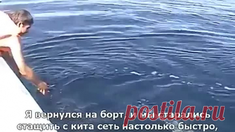Спасение кита