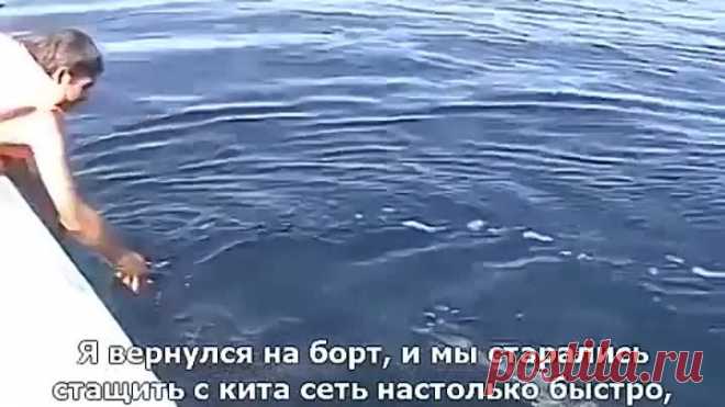 Спасение кита