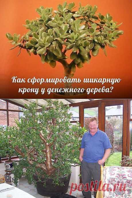 Как сформировать ШИКАРНУЮ крону у денежного дерева?.