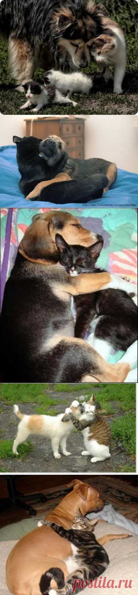 Кот и пес