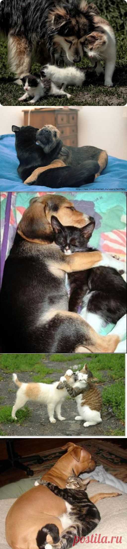 Кот и пес
