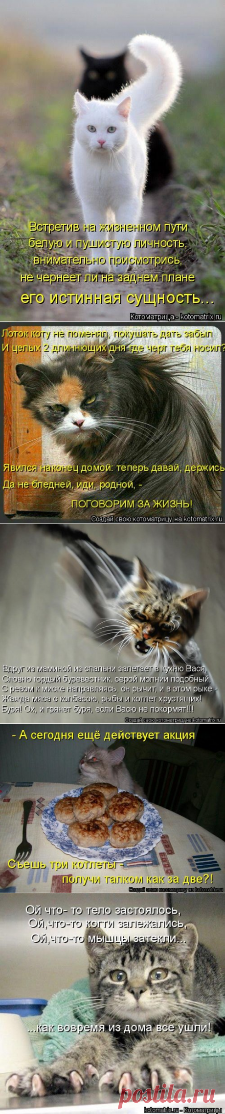 Лучшая котоматрица недели (35 фото)