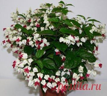 Этот необычный цветок, всех удивит своей красотой | Моя усадьба | Яндекс Дзен