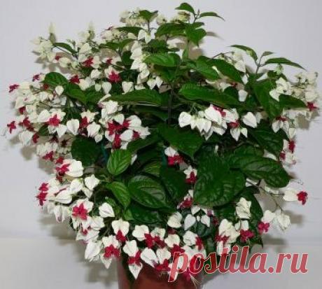 Этот необычный цветок, всех удивит своей красотой | Моя усадьба | Яндекс Дзен