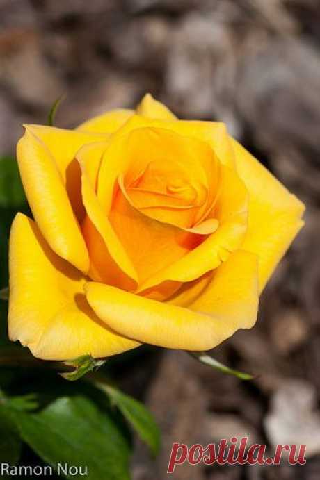 Rosa, flickr от mavyrnc: Discover and save creative ideas