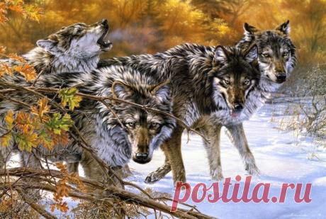 Волки соблюдают законы природы: Как они проучили своего "соплеме – С Кысонькой о разном, пользователь Добрый Волк Волкович | Группы Мой Мир