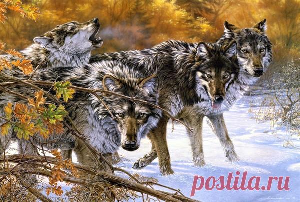 Волки соблюдают законы природы: Как они проучили своего 