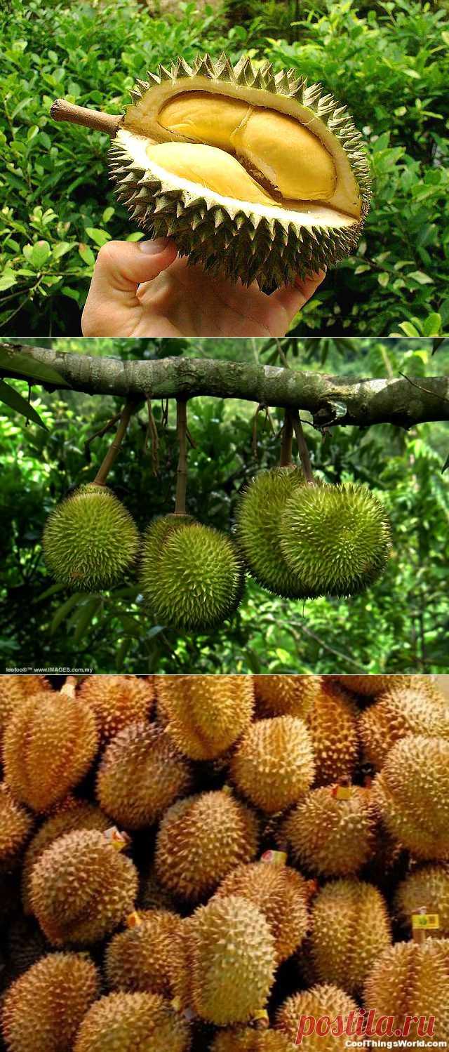 Чудовищно пахнет,но приятен на вкус? Это-дуриан(тхуриен).