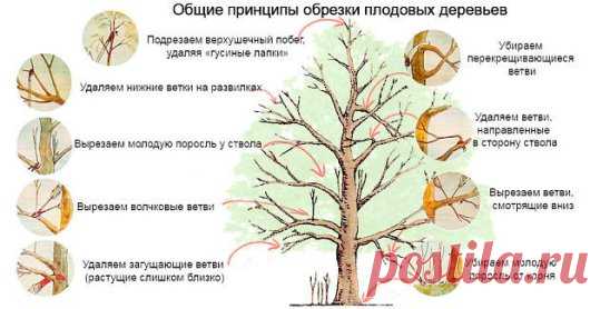 (42) Одноклассники