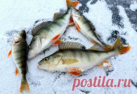 Грамотная раскачка лунки: как вызвать ажиотажный клёв окуня?