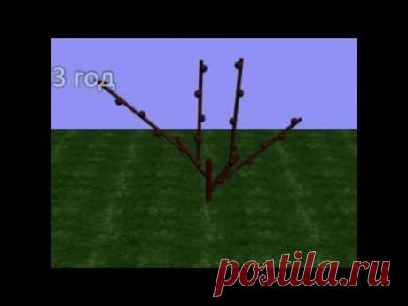 Как сделать шпалеру для винограда своими руками: чертежи одноплоскостного и других типов, пошаговые инструкции изготовления с фото и видео