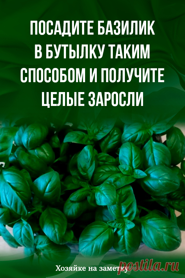Посадите базилик в бутылку таким способом и получите целые заросли