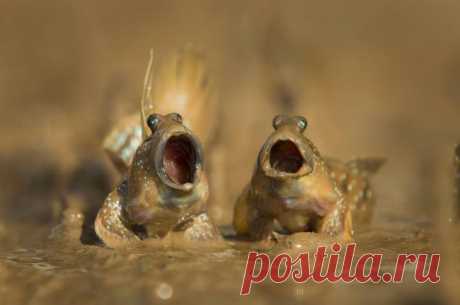Крупный план. Победитель конкурса Close-Up Photographer 2021