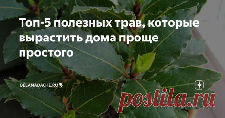 Топ-5 полезных трав, которые вырастить дома проще простого Пряные травы можно вырастить у себя дома на подоконнике, необязательно для этого специально заводить огород. Выращивание не отнимает много сил и времени, зато домашняя зелень будет всегда под рукой. Есть несколько растений, которые можно вырастить в квартире без особого труда.
Лавровый лист
Прекрасно подойдёт для небольших площадей, он компактен. Поставьте горшок с западной стороны окна с посаженн
