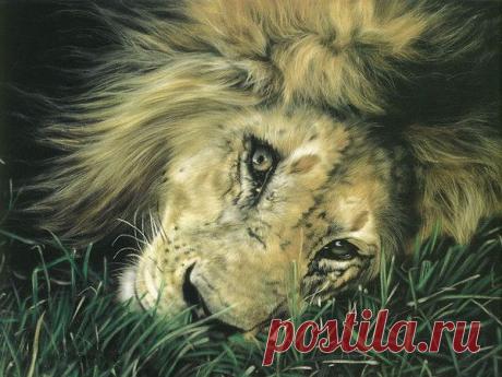 Фото Без названия. Альбом ЦАРЬ ЗВЕРЕЙ - 50 фото. Фотографии ⊰✿⊱ ОЛЬГА ⊰✿⊱.