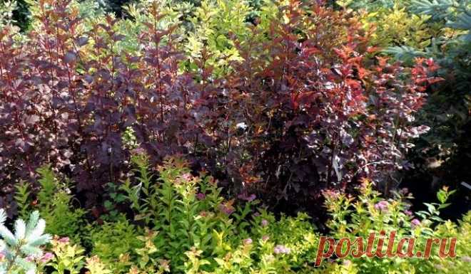 Ландшафтный дизайн и декоративные растения- «Озон» Харьков