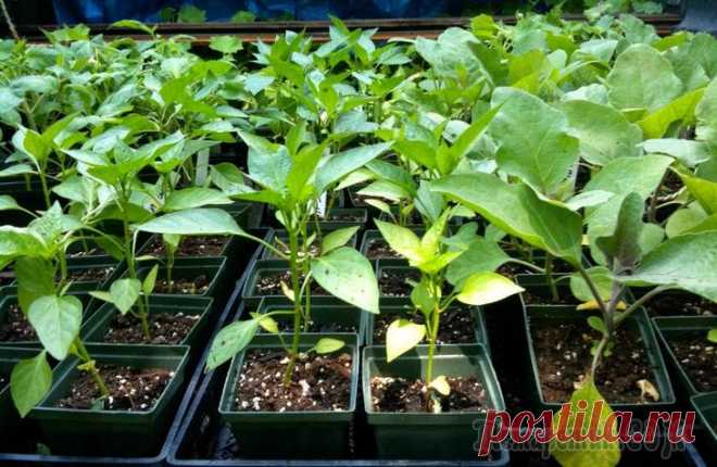 Рассада перца. Правила и сроки посадки Как посадить перец на рассаду? Правила и сроки посадки. Главное – это своевременность.
