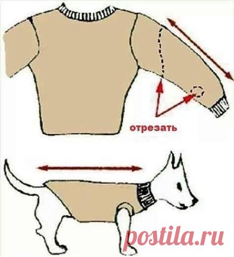 НОВЫЙ ФОТОАЛЬБОМ: ОДЕЖДА  ДЛЯ  ЖИВОТНЫХ
#разное