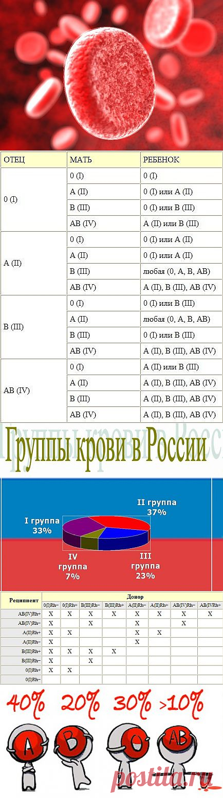 (+1) тема - Интересные факты о группе крови | Занимательный журнал
