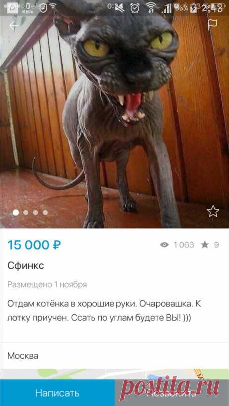 Авито, ты днище