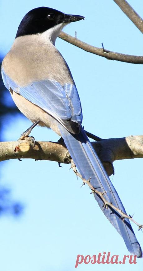 Um modelo fotográfico de primeira 😂
Pega-azul / Cyanopica cyanus
Castelo Branco
09-01-2021