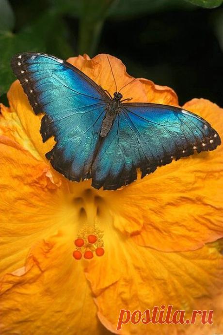 (3) Pinterest • The world’s catalog of ideas