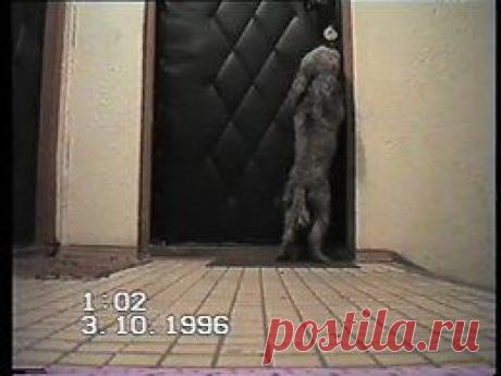 Видео в рубрике: &quot;Наши домашние животные&quot;