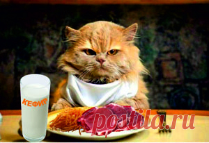 Натуральное питание кошек и котят