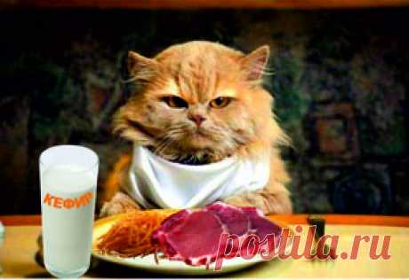 Натуральное питание кошек и котят