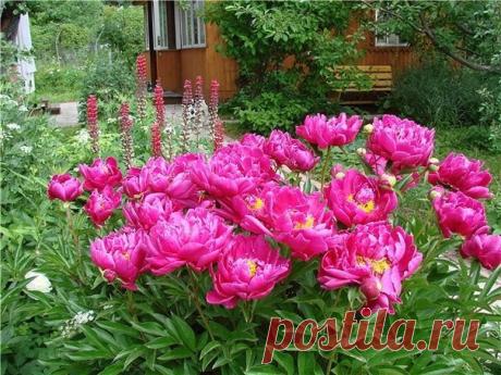 Уход за пионами после цветения  / Взлом логики