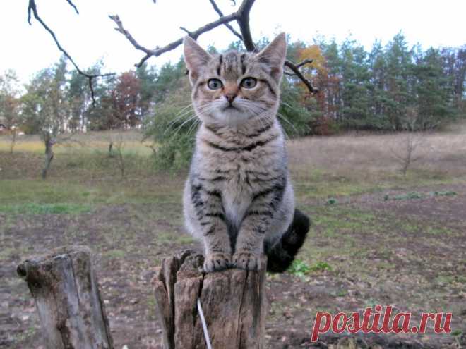 Фото на I.UA Сторожевой кот...Мурчик, скока раз тебе говорить, граница сзади...