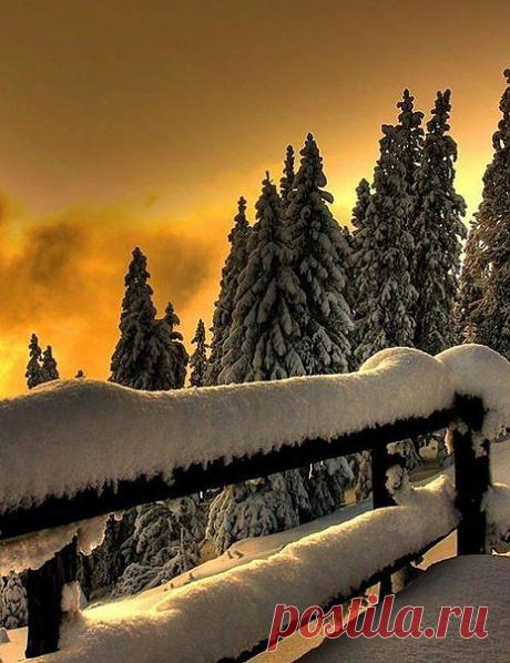 легенда о дереве