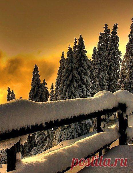 легенда о дереве