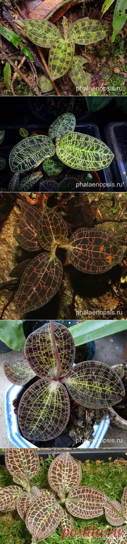 Орхидея макодес или macodes - "Phalaenopsis""