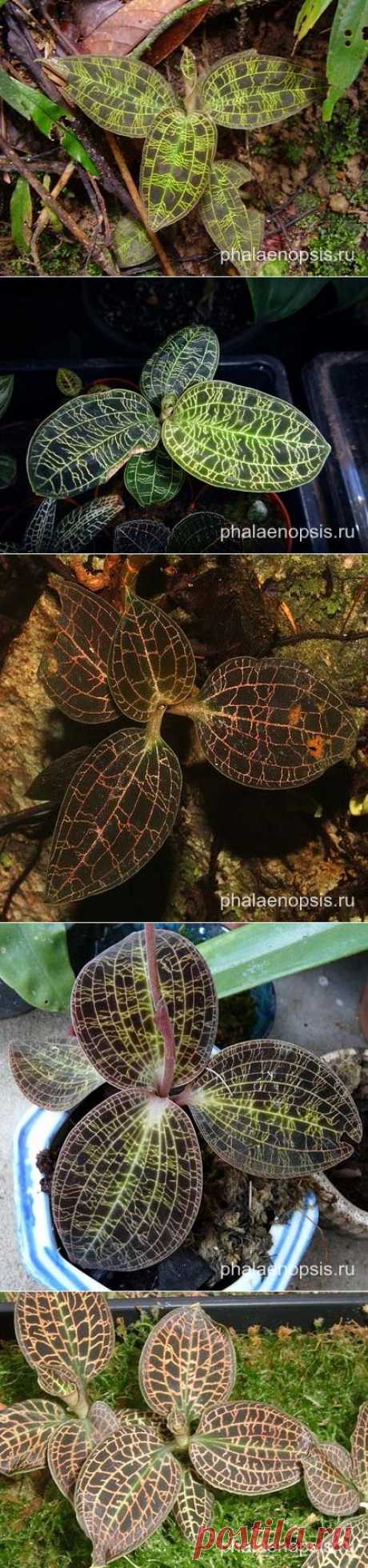 Орхидея макодес или macodes - &quot;Phalaenopsis&quot;&quot;