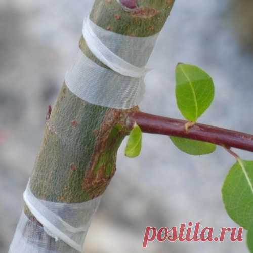 Мед поможет прижиться прививкам